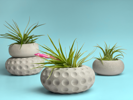 Concave Dots Air Plant Holder | Succulent Planter