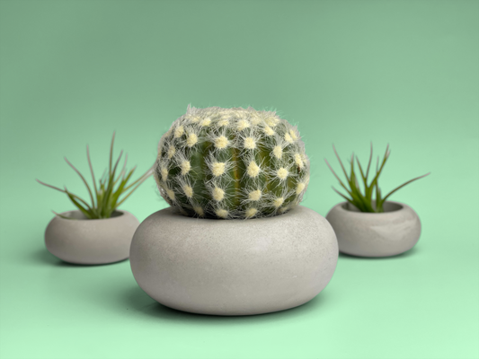 Perfect Succulent Planter