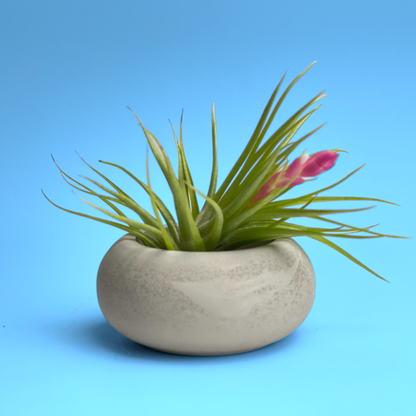 Modern Air Plant Holder