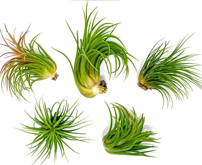 Tillandsia Ionantha Guatemala Air Plants