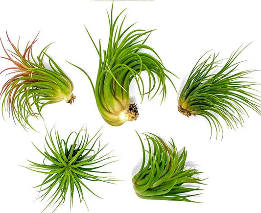 Tillandsia Ionantha Guatemala Air Plants